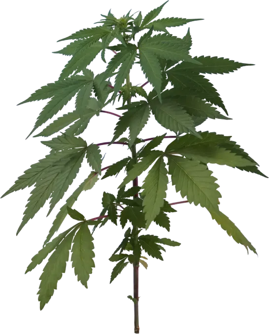 Planta de cannabis en crecimiento con su tallo central de color púrpura rojizo y sus hojas de un verde intenso