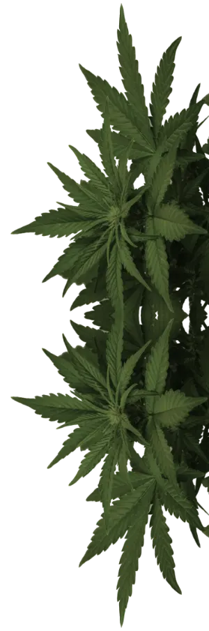 Hojas de una planta de cannabis frondosa con tonos verdes intensos