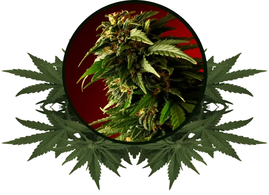 Primer plano de una flor de cannabis madura, rodeada por un marco de hojas de la misma planta